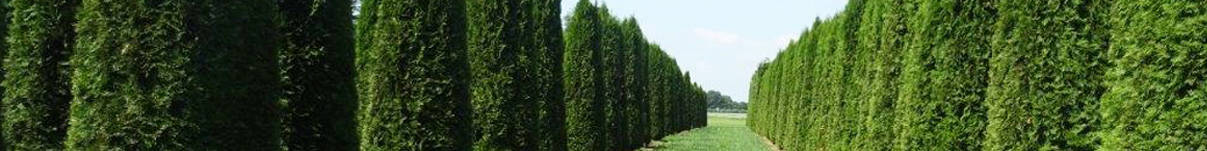 Tall Root Balled Hedging Plants