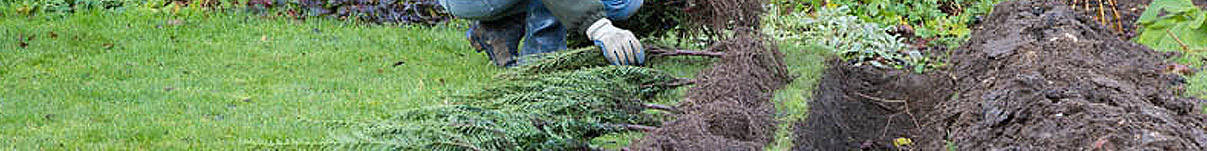 How to Plant Hedging