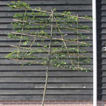 Hornbeam Fresh Pleached Tree 180cm Clear Stem, 10-12cm Girth, 120 Wide x 140 High, Pot Grown