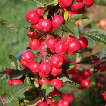 Malus 'Red Sentinel' 90/120cm Bare Root