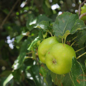 Bramley Seedling Apple Tree 90/120cm Bare Root (Pre Order April)