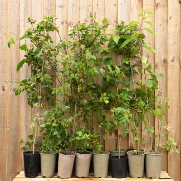 Mixed Native 40/60cm 2L Pots - Discounted Pack of 6