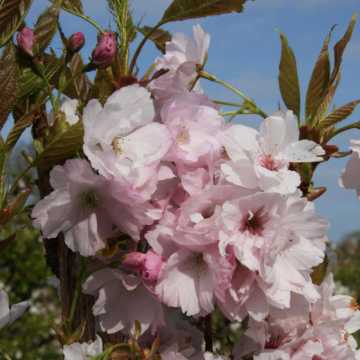Prunus serrulata 'Amanogawa' 90/120cm Bare Root