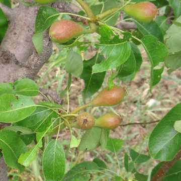 Doyenne du Comice Pear Tree 90/120cm Bare Root (Pre Order April)