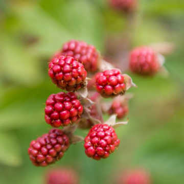 Autumn Bliss Raspberry Bush 40/60cm Bare Root (Pre Order April)