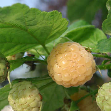 Fallgold Raspberry Bush 40/60cm bare root (Pre Order April)