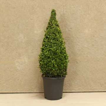 Box Topiary Cone 40/50cm 3L