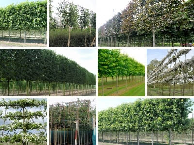 Which Trees are Best for Pleaching and Espaliering?