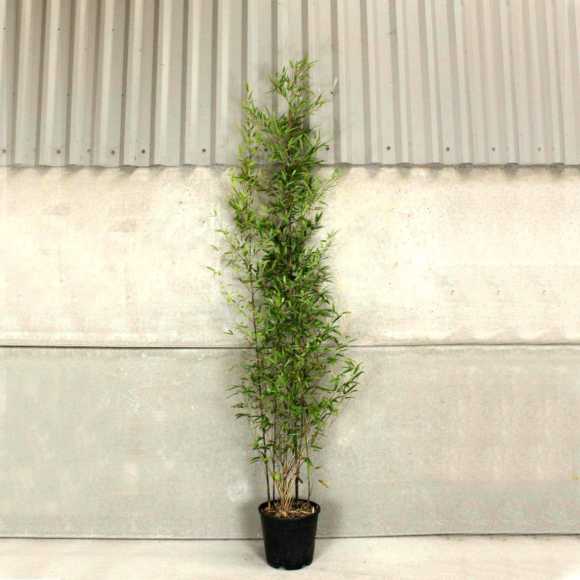 Black Bamboo 150/200cm 10L pot x 10  