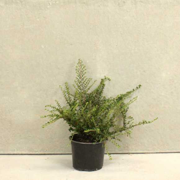 Wall Cotoneaster 20/40cm 5L pot