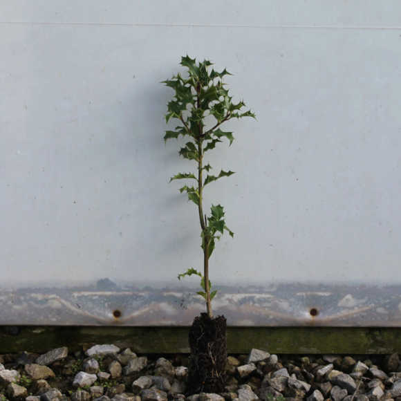 English Holly Cell grown 20/40cm x 30 