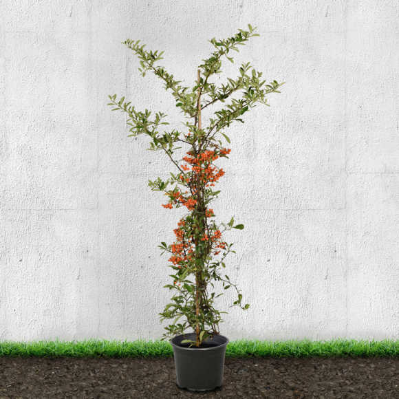 Pyracantha Orange 90/120cm 10L pot