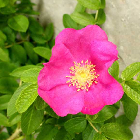 Rosa rugosa - Pink