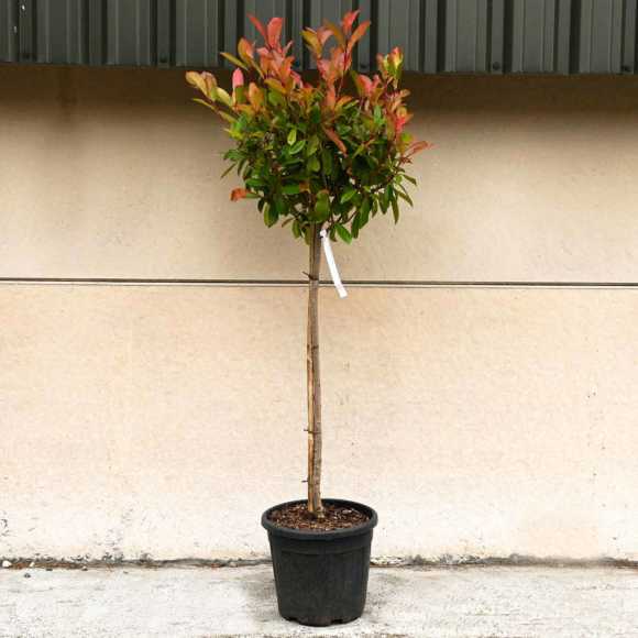 Photinia 'Red Robin' Topiary Standard 30/40cm Head 18L