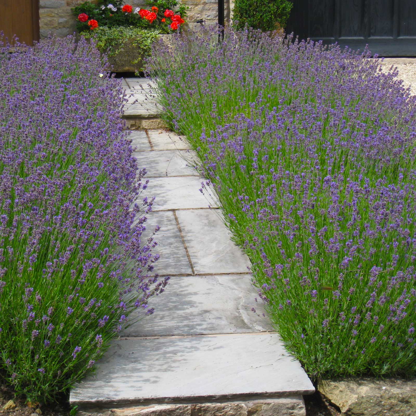 Lavender Hidcote Plants Lavandula Hidcote Hedges Direct