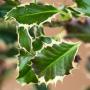 Silver Holly (Ilex Aquifolium Argentea Marginata) Leaves Close Up