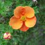 Orange Potentilla (Potentilla Tangerine) Flower and Bud