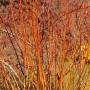 Orange Dogwood (Cornus Sanguinea) Winter Hedge With Bright Stems 