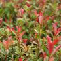 Photina Red Robin Compacta Leaf Hedge