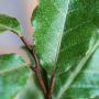 Oleaster (Elaeagnus x ebbingei) Single Leaf