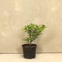 (Ilex aquifolium) English Holly 20/40cm 2L pot