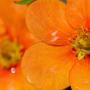 Orange Potentilla (Potentilla Tangerine) Petal Close Up