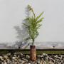 (Taxus baccata) English Yew Cell grown 15/30cm x 30