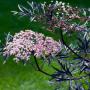 Sambucus 'Black Lace' Foliage and flowers