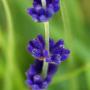 Lavender Hidcote (Lavandula Angustifolia Hidcote) Flowers Close Up