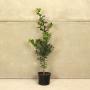 (Ilex aquifolium) English Holly 40/60cm 5L pot