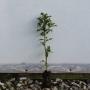 (Ilex aquifolium) English Holly Cell grown 20/40cm x 100