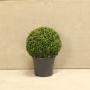 Topiary Ball 30/40cm 7.5L Box (Buxus sempervirens)
