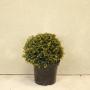Topiary Ball 40/45cm 10L English Yew (Taxus baccata)