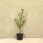 (Ilex aquifolium) English Holly 40/60cm 2L pot