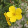 Yellow Potentilla (Potentilla Goldfinger) Single Flower