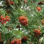 (Sorbus aucuparia) Rowan 40/60cm 2L pot