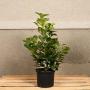 (Prunus laurocerasus 'Etna') Laurel Etna 60/90cm 5L pot