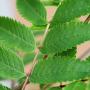 Rowan or Mountain Ash (Sorbus Aucuparia) Leaf