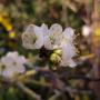 Blackthorn (Prunus spinosa) Flowers and buds