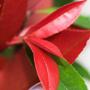 Photinia x Fraseri Little Red Robin Red and Green Leaves