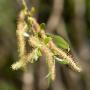 Willow (Salix Alba) Catkins And Foliage