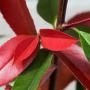 Photinia x Fraseri Red Robin Leaves
