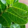 Laurel Etna (Prunus laurocerasus Etna) Leaf Close Up