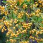 Yellow Pyracantha (Firethorn Soleil dOr) Berries