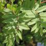 Rowan or Mountain Ash (Sorbus Aucuparia) Branches