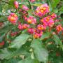 Spindle (Euonymus Europeaeus) Late Summer Capsules and Fruit