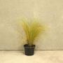 Stipa tenuissima 'Pony Tails' Grass 2L Pot - view 2