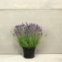 (Lavandula angustifolia 'Hidcote') Lavender - Hidcote 20/30cm 10L pot