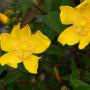 Hypericum Hidcote (St Johns Wort) Flowers and Leaves