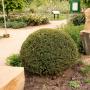 Large Yew Topiary Ball 